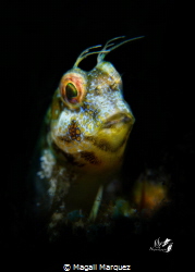 Portrait 
Seaweed blenny with Retra LSD 
Nikon D7200  ... by Magali Marquez 